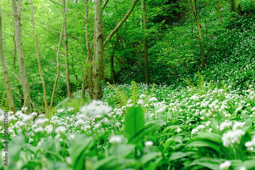 Fototapeta Naklejka Na Ścianę i Meble -  Flowering wild Garlic completely covers the forest floor. Thornton Glen, Scotland