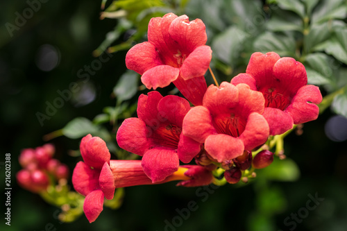 Pandorea jasminoides
