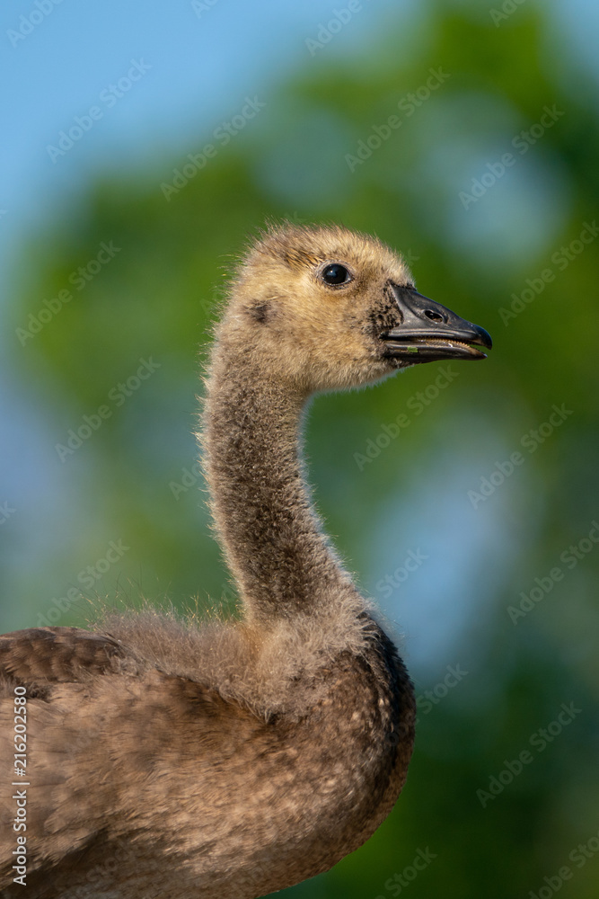 Fototapeta premium Profile of young gosling.