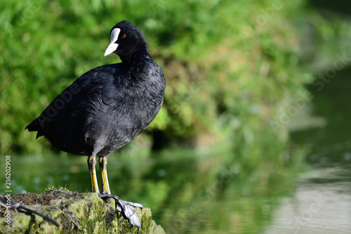Portrait of a coot on a rock photo