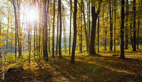 Fototapeta Naklejka Na Ścianę i Meble -  Golden autumnal forest with sunbeams