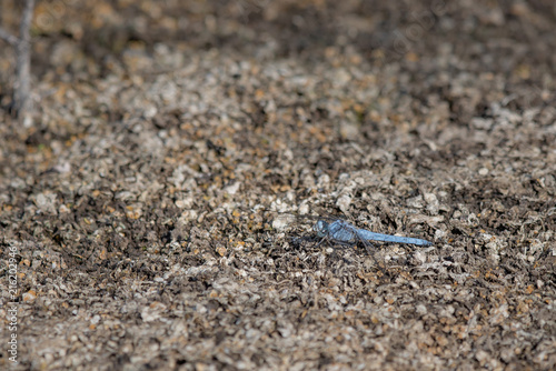 Blue dragonfly on ground