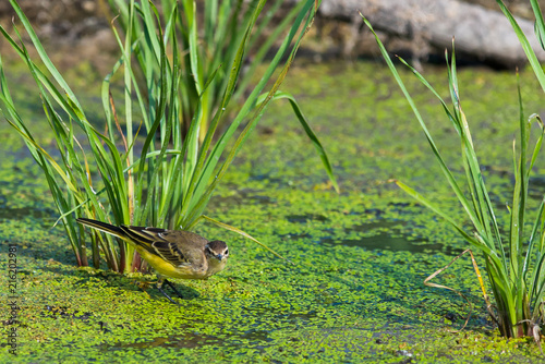 Yellow wagtail or Motacilla flava feldegg photo