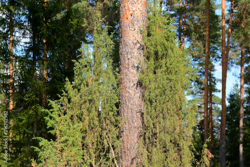 The juniper tree next to a pine tree