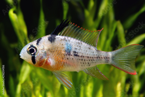 Bolivian Ram Cichlid