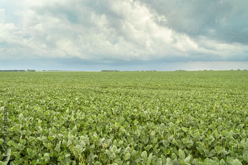 green soybean field in Nebraska