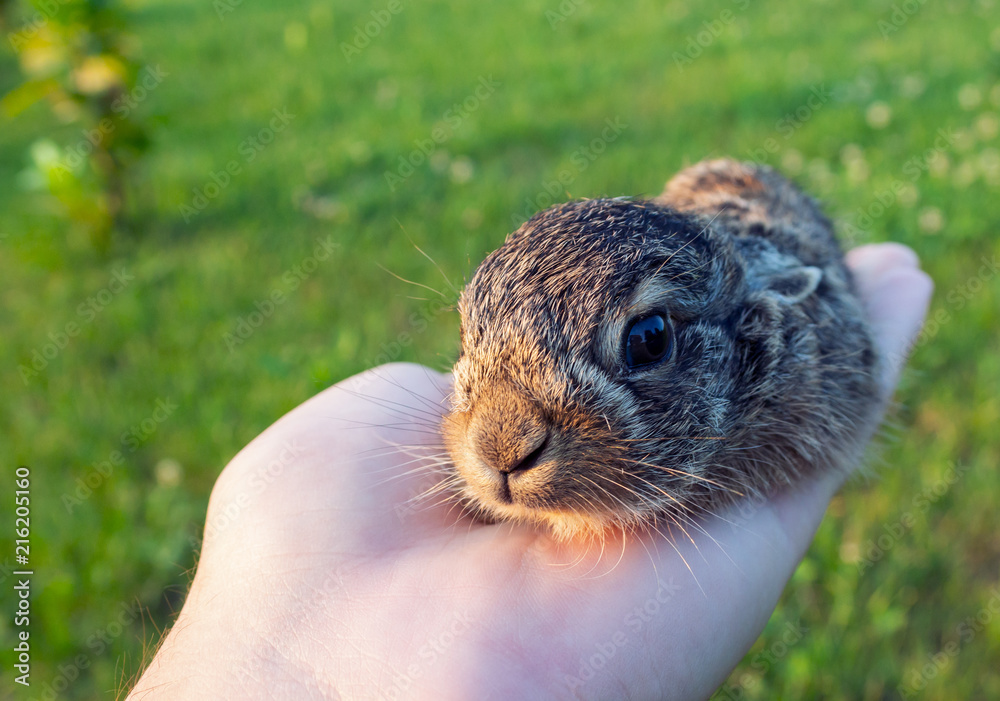Cute baby rabbit sitting in the palm of the hand. Young wild bunny with  soft, fluffy fur and big, brown eyes. Wild animal in its natural habitat.  Stock Photo | Adobe Stock