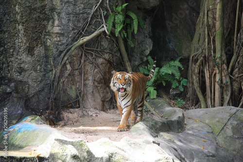 Tiger, Thailand