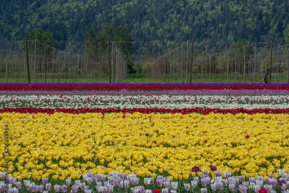 Fototapeta premium A field of tulips