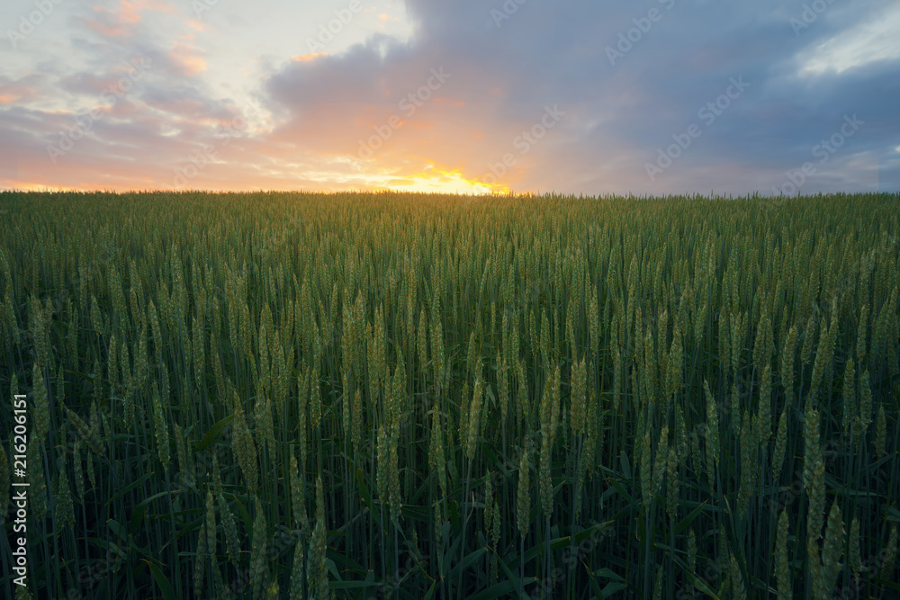 Beautiful sunset sky over green rye field in calm rural area