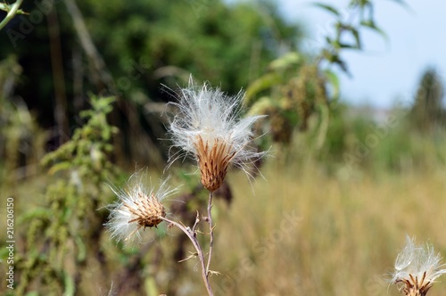 brown plant with white bushel - wings, faded ordinary scratch thistle (Cirsium vulgare)
