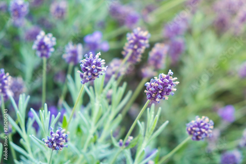 Fototapeta Naklejka Na Ścianę i Meble -  A closeup shot of lavender flowers on the blurred green and purple background. The blooms are lit with the rays of evening setting sun
