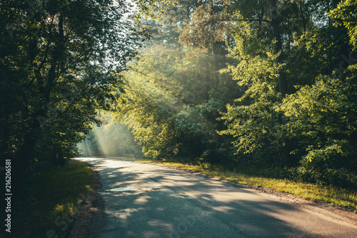 light shining through trees in a forest