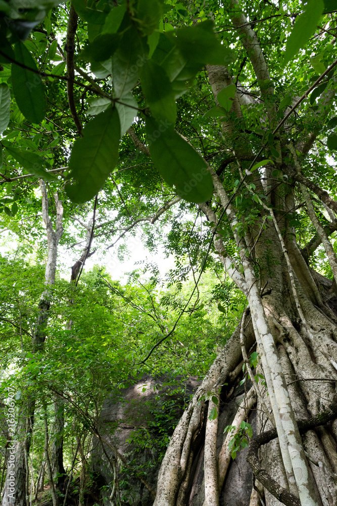 Fototapeta premium tree