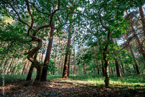 light shining through trees in a forest
