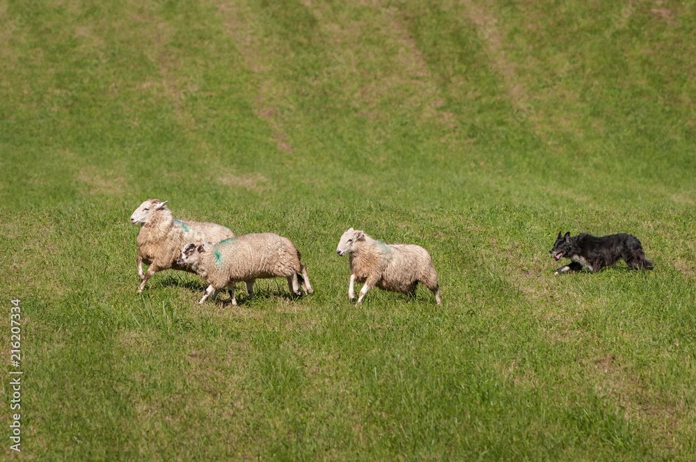 Fototapeta premium Stock Dog Runs Sheep (Ovis aries) Right on Course