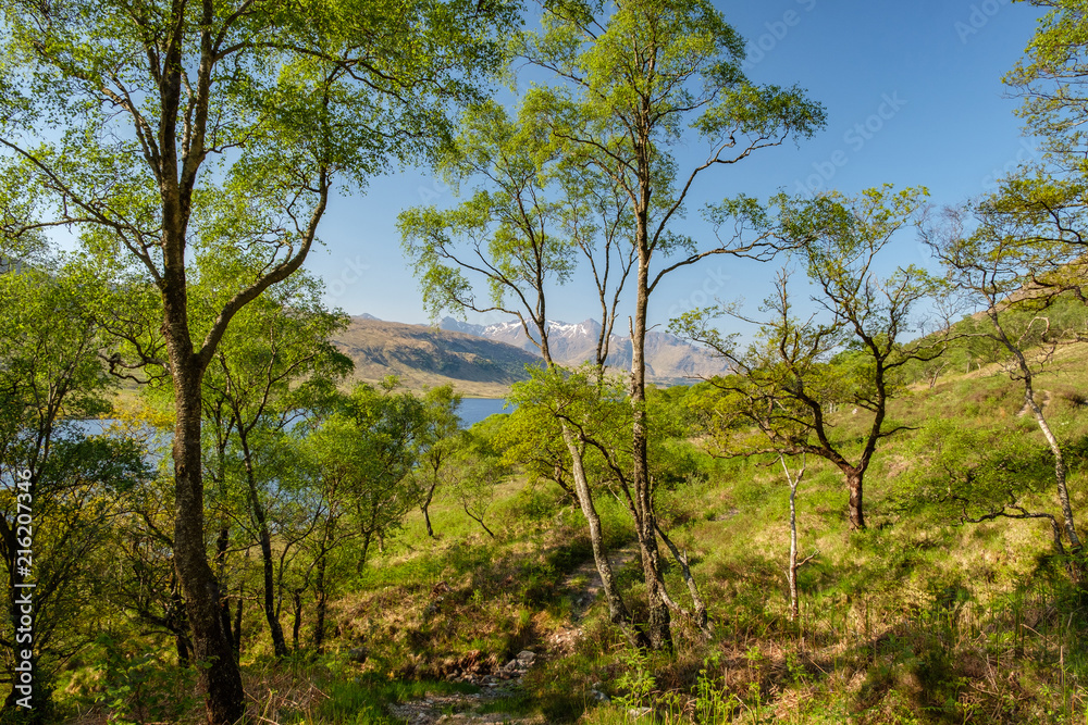 Green woodland in Glen Etive, Scottish Highlands