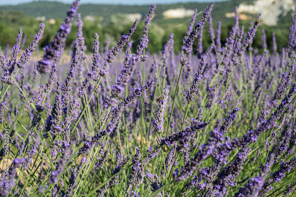 Naklejka premium Soft focus of lavender fields with bee