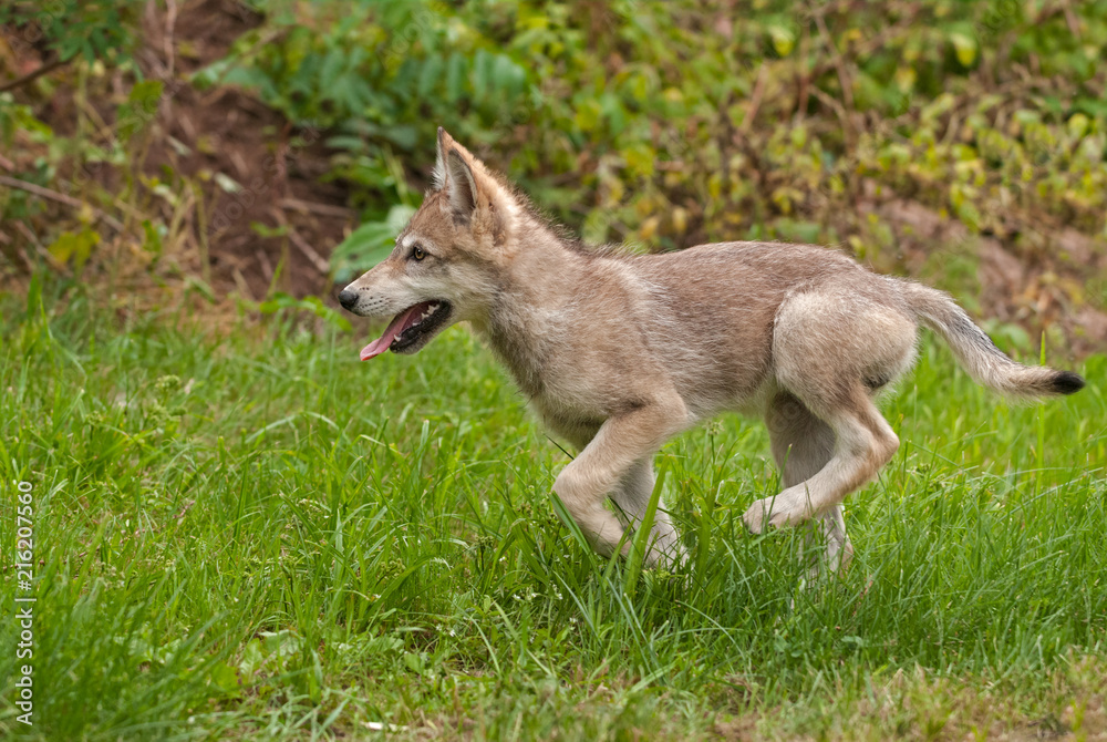 Fototapeta premium Gray Wolf (Canis lupus) Pup Runs Left