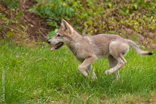 Grey Wolf (Canis lupus) Pup Runs Left