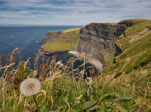 Foto Löwenzahn vor einer Felswand vom Cliff of Moher in Irland
