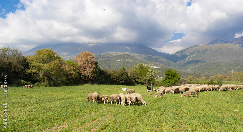 Flock of Staring Sheep at mount Olympus meadow nature,Greece.