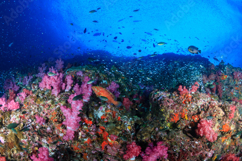 Tropical fish swimming over a beautiful, colorful, healthy tropical coral reef