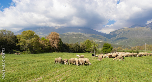 Flock of Staring Sheep at mount Olympus meadow nature,Greece.