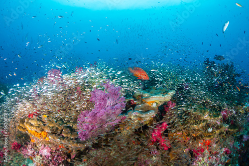 Fototapeta Naklejka Na Ścianę i Meble -  Tropical fish swimming over a beautiful, colorful, healthy tropical coral reef