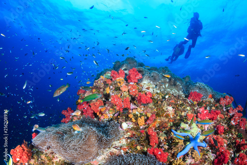 SCUBA divers swimming over a beautiful  colorful tropical coral reef at dawn