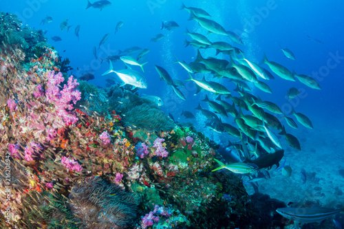 A school of Long Nose Emperor hunting on a tropical coral reef in the early morning © whitcomberd