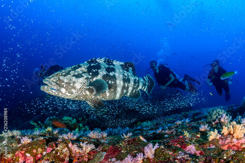 Obraz na płótnie A large Malabar grouper being cleaned on a tropical coral reef whilst SCUBA dive