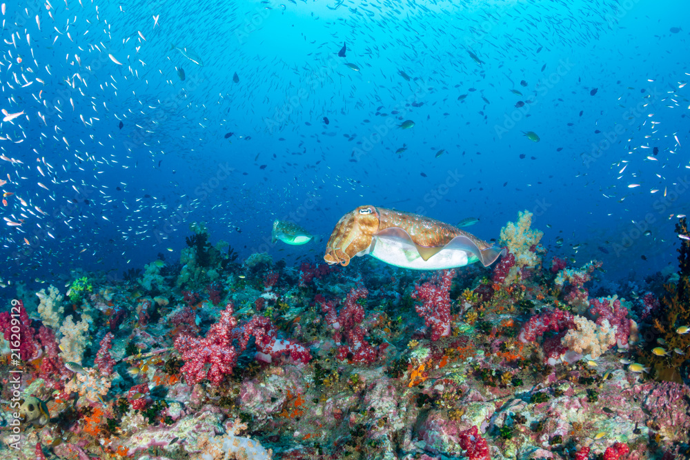 Fototapeta premium Colorful Cuttlefish and SCUBA divers on a beautiful, healthy tropical coral reef