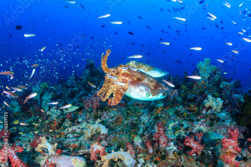 Colorful Cuttlefish and SCUBA divers on a beautiful, healthy tropical coral reef