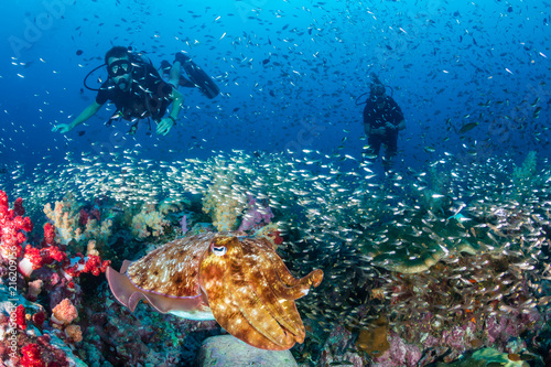 Colorful Cuttlefish and SCUBA divers on a beautiful, healthy tropical coral reef © whitcomberd
