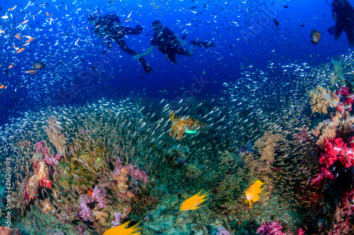 Fototapeta Naklejka Na Ścianę i Meble -  Colorful Cuttlefish and SCUBA divers on a beautiful, healthy tropical coral reef