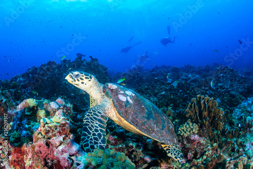 Beautiful Hawksbill Sea Turtle feeding on a colorful tropical coral reef