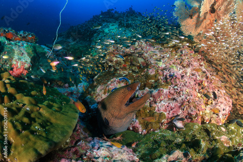 Giant Moray Eel surrounded by hundreds of small fish on a colorful tropical coral reef