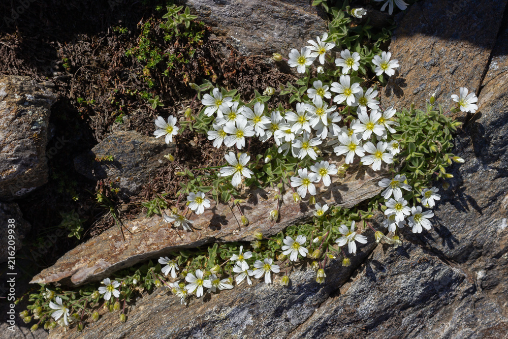 Alpine wild flower Cerastium Latifolium, Aosta valley, Italy. Photo taken at an altitude of 2800 meters. Alpine wild flower Cerastium Latifolium, Aosta valley, Italy. Photo taken at an altitude of 2800 meters.
