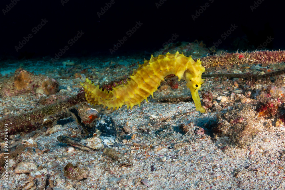 Beautiful yellow Thorny Seahorse on a deep, dark tropical coral reef at dawn Beautiful yellow Thorny Seahorse on a deep, dark tropical coral reef at dawn