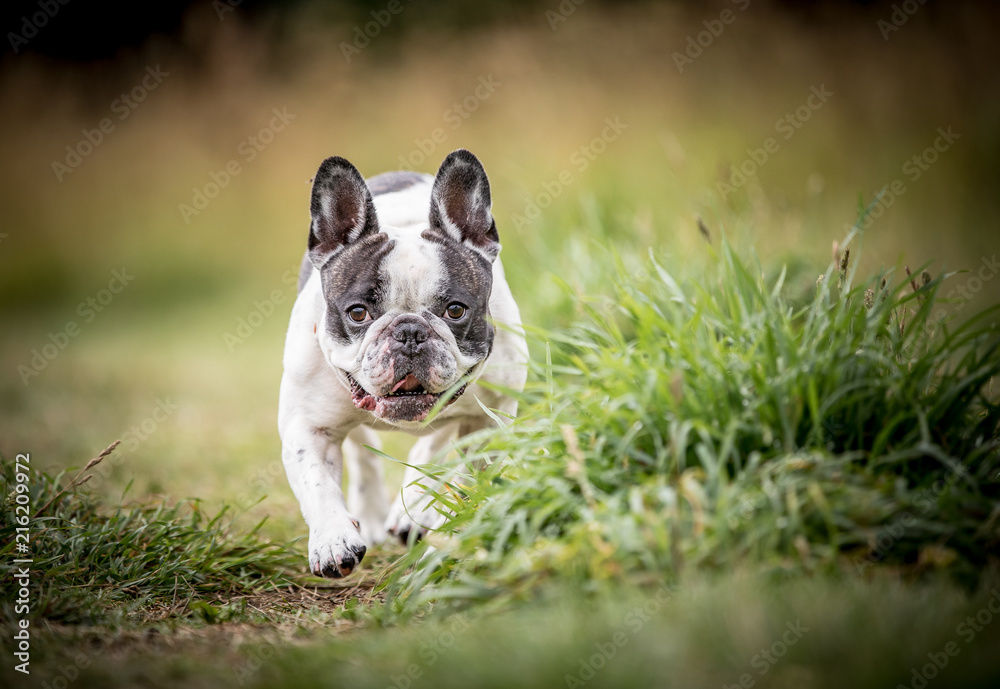 Fototapeta premium The French Bulldog