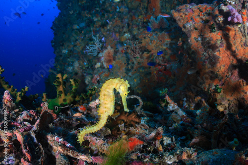 Fototapeta Naklejka Na Ścianę i Meble -  Beautiful yellow Thorny Seahorse on a deep, dark tropical coral reef at dawn