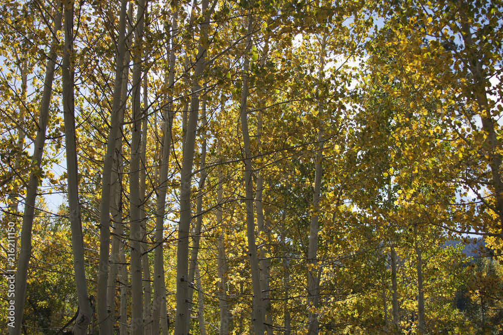 Fototapeta premium Gąszcz