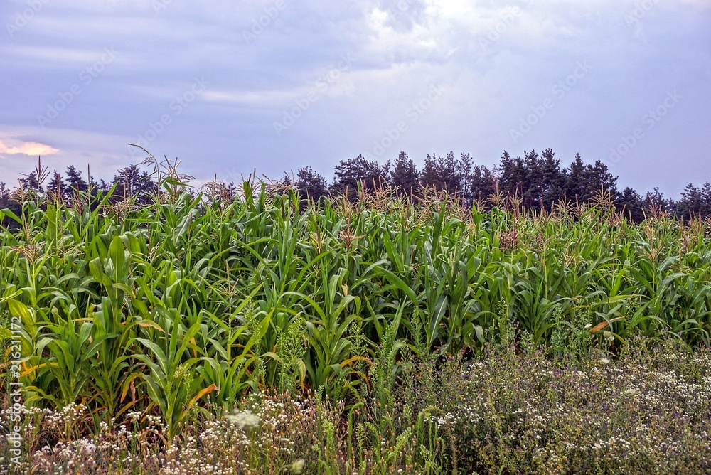 green high vegetation from corn and grass against the sky and clouds green high vegetation from corn and grass against the sky and clouds