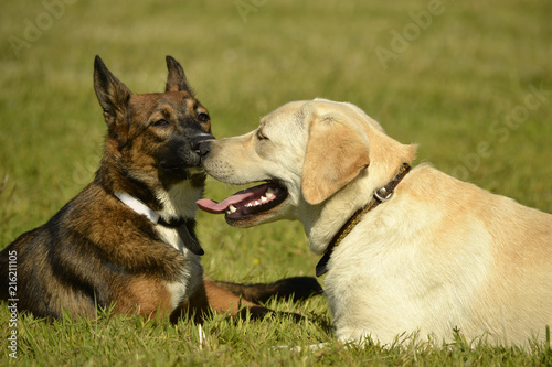 Sunstroke, health of pets in the summer. Labrador. Dogs play with each other. How to protect your dog from overheating.Training of dogs. Young energetic dog on a walk. 