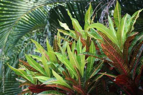 Jungle plants 