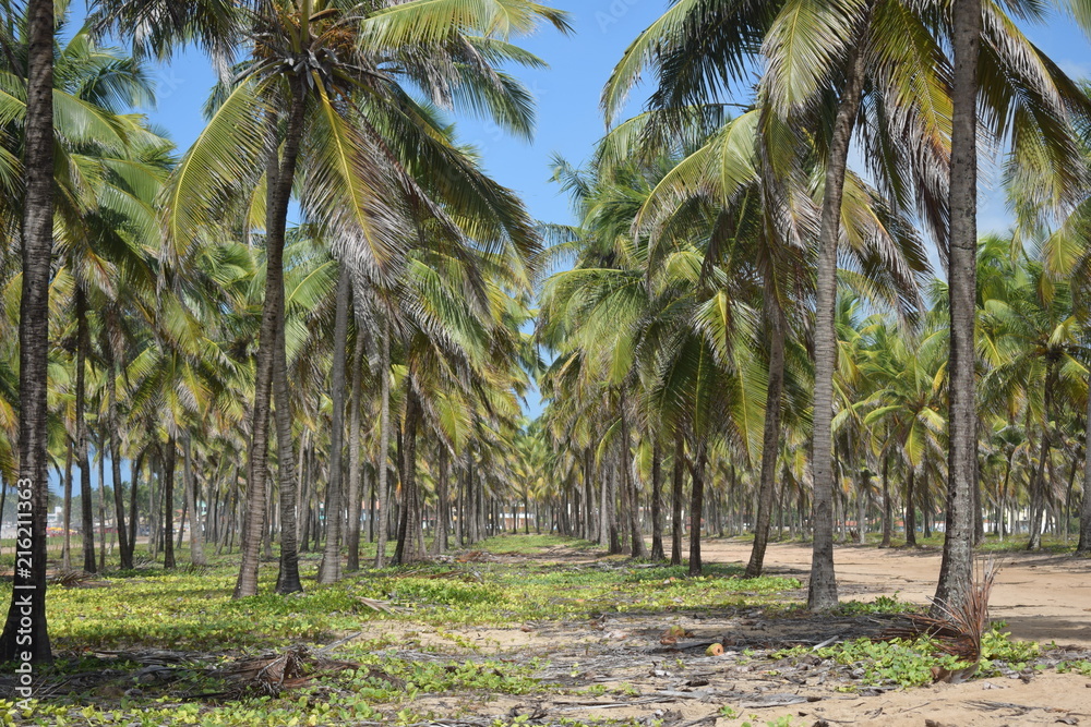 Obraz premium Paradise