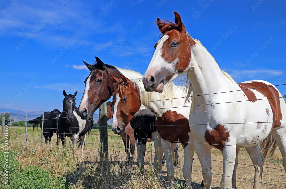 Horses at a ranch in Boulder County, Colorado