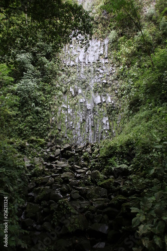 Jungle wall 