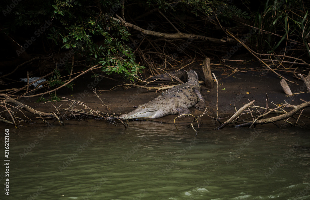 Wild adult crocodile rests on a mud bank by the side of the river in its natural habitat in Costa Rica